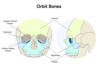 Fototapeta premium Human skull illustration Orbit bones in vector
