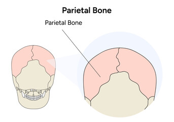 Human skull illustration Parietal bone in vector
