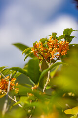 黄色いキンモクセイの花と背景の紅葉