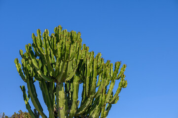 thickets of cactus against the blue sky 1