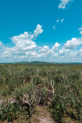 Serranía de La Macarena National Natural Park. Landscape with blue sky and vegetation. Meta, Colombia. 