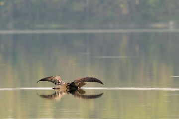 Loon in the water reflections