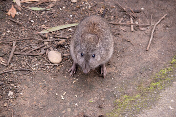 The Long-nosed Potoroo have a brown to grey upper body and paler underbody. They have a long nose that tapers with a small patch of skin extending from the snout to the nose.
