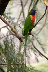 The rainbow lorikeet has a bright yellow-orange/red breast, a mostly violet-blue throat and a yellow-green collar.