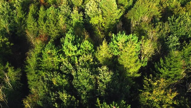 Aerial view, forest trees, woodland, deciduous temperate fog, lowland, Britain, UK, England, sunset Sunrise. 