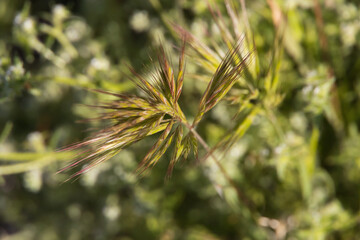 Mediterranean grass
