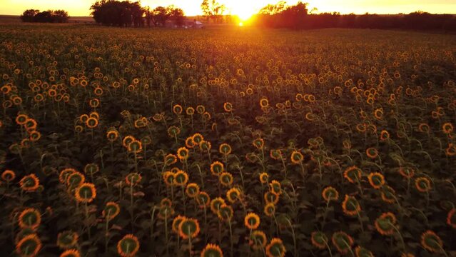 Vuelo de dron al amanecer sobre un campo de girasoles en direcci&oacute;n al sol.