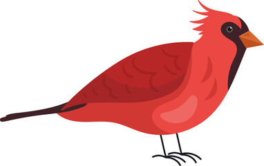 Northern Cardinal Bird