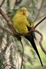 The male Regent Parrot has a general yellow appearance with the tail and outer edges of the wings being dark blue-black