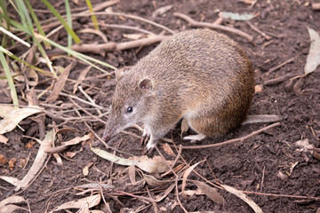 Southern brown bandicoot is a medium sized ground dwelling marsupial with a long tapering snout, a naked nose, a compact body and a short tail.