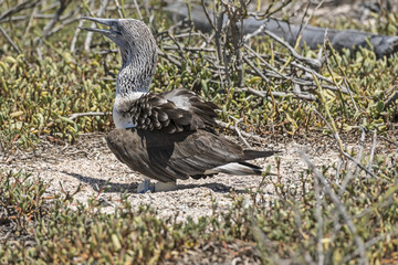 Blue Footed Booby with Eggs on the North Seymour Island, Galapagos