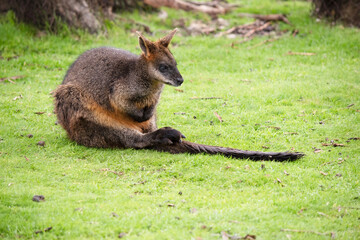 Naklejka premium the swamp wallaby has a brown and grey back with a grey face and a long tail. Its paws are black