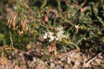 White and yellow wildflowers
