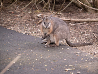 Fototapeta premium the tammar wallaby has dark greyish upperparts with a paler underside and rufous-coloured sides and limbs. The tammar wallaby has white stripes on its face.