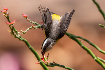 coereba flaveola in flowers, Brazilian yellow bird.
