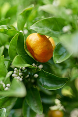 Mandarin blossom and fruit, spring, NZ