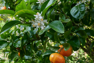 Mandarin blossom and fruit, spring, NZ