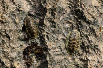 Trilobite fossils embedded in rock at the shore in Arikok National park, Aruba.   © dhayes