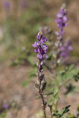 Arizona Lupine, wildflower close-up
