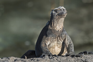 Galapagos Marine iguana basking in the sun. Proud and funny face expression.