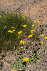 Desert Sunflower, wildflower in the desert