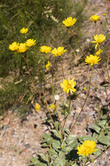 Desert Sunflower, wildflower in the desert