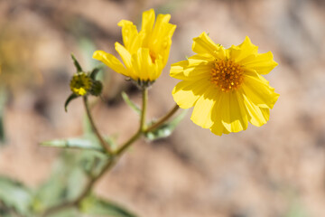 Desert Sunflower, wildflower
