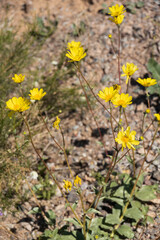 Desert Sunflower, wildflower
