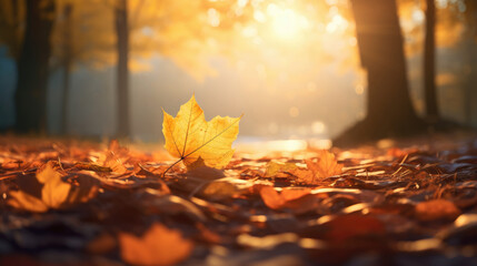 Naklejka na ściany i meble Autumn leaf in sunlight falls to ground in autumn park