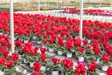 Fototapeta na wymiar Rows of flowering cyclamen in pots in a greenhouse