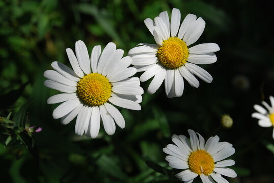 White daisies in the garden. White-yellow flowers grow on thin long stems. It has a round yellow core and long elongated white petals arranged in a circle of the flower. There is green grass around.