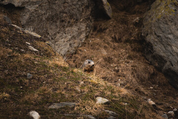 Naklejka na ściany i meble Cute marmot on a mountain