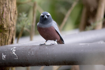The white browed woodswallow is a grey bird with a black face and white eyebrow