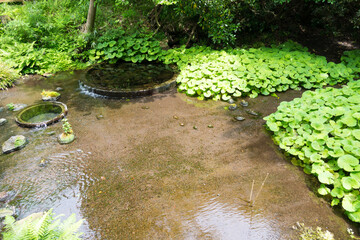 富士山の湧き水
