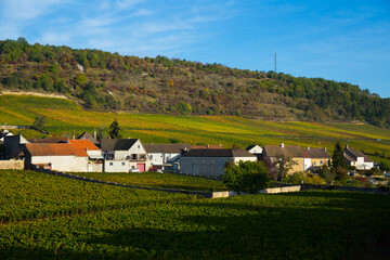 View of famous vineyards near Saint-Aubin village in France