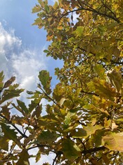 autumn leaves against blue sky