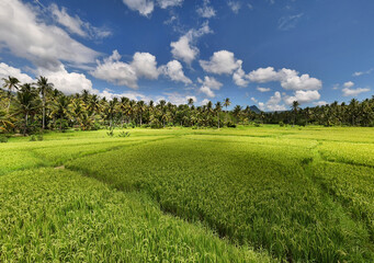 Sweeping fields of mature rice ready for harvest in the Philippines. 