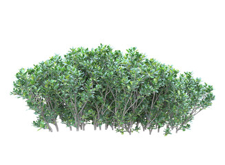 Various types of grass bushes shrub and small plants isolated	
