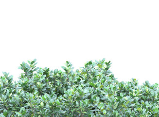 Various types of flowers grass bushes shrub and small plants isolated	
