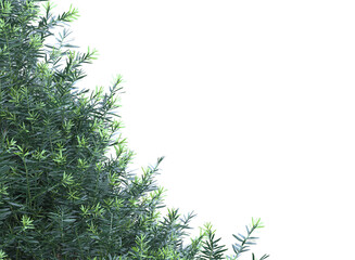 Obraz premium Various types of flowers grass bushes shrub and small plants isolated 