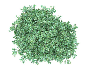 Various types of grass bushes shrub and small plants isolated	
