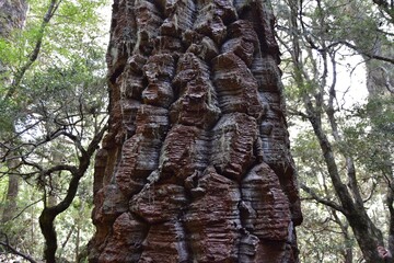 National Nahuelbuta Park in Chile. Ancient forest of Araucaria trees