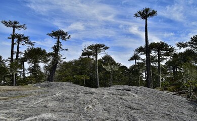 National Nahuelbuta Park in Chile. Ancient forest of Araucaria trees