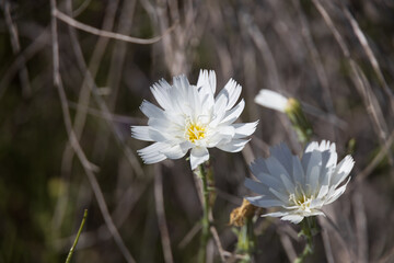 Desert Chicory, white wildflowers close-up