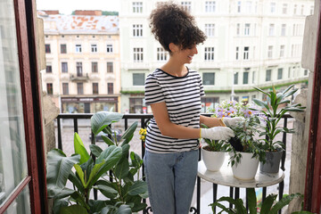 Young woman potting beautiful Ficus benjamina plant at table on balcony