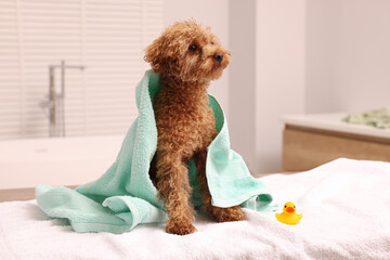 Cute Maltipoo dog wrapped in towel and rubber duck in bathroom. Lovely pet