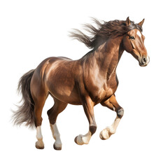 Obraz premium Welsh pony horse with long mane standing and galloping on transparent background (png)
