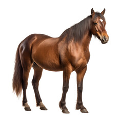 Horse standing with long mane portrait isolated on transparent background