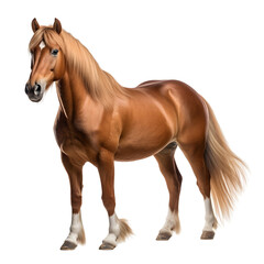 Horse (welsh pony) standing isolated on white background cutout