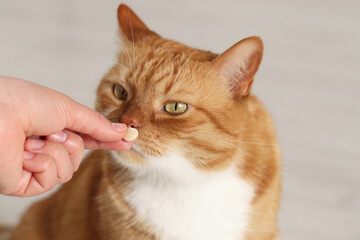 Woman giving vitamin pill to cute cat indoors, closeup